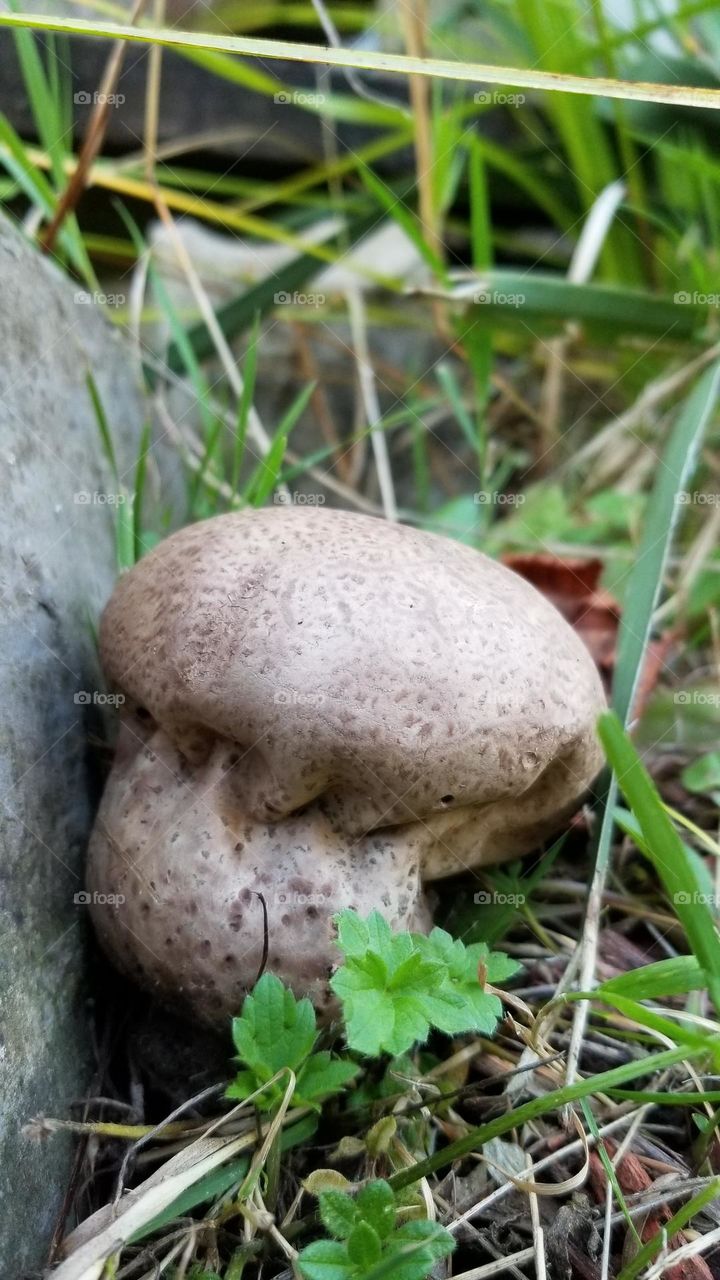 Mushroom In My Backyard