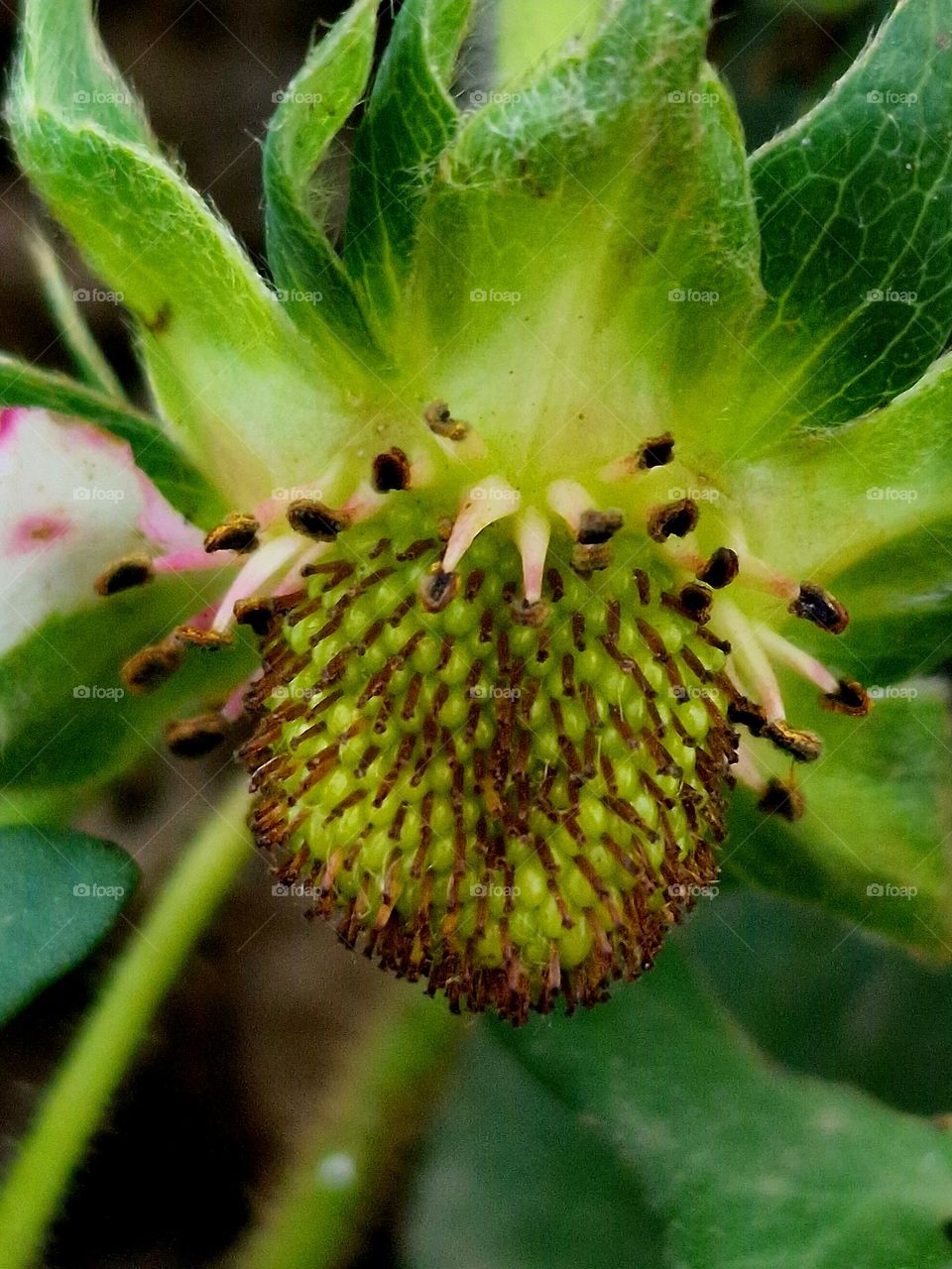 green strawberry