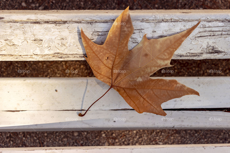 Dry leaf on the broken bench