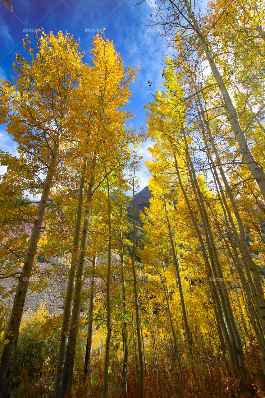 Golden quaking aspen trees in peak foliage season with blue sky as background. Maroon Bells, Aspen, Colorado, USA