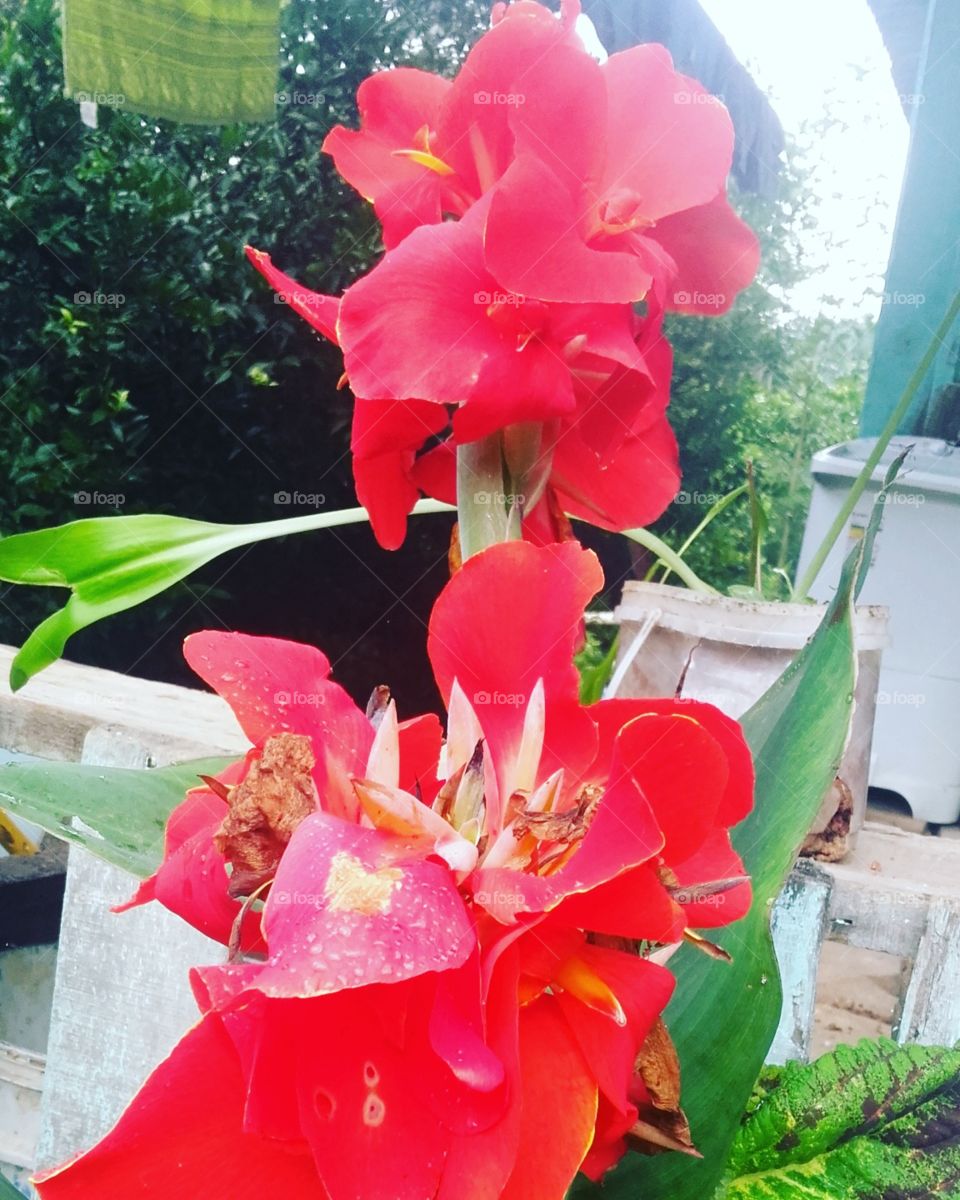flor de kaete vermelho flora brasileira