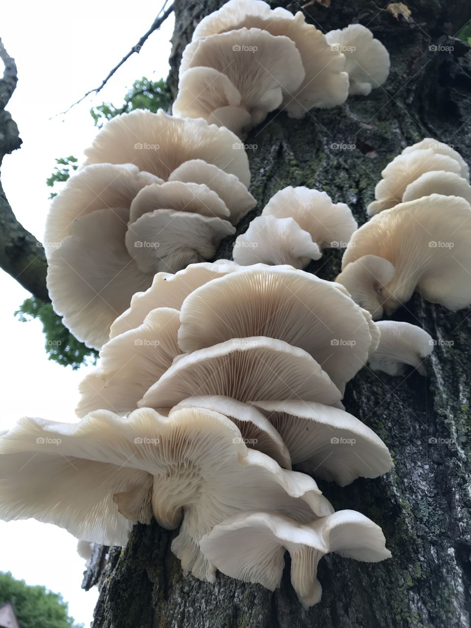 Tree fungi 