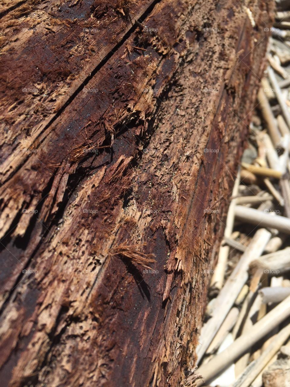 Tree bark, texture