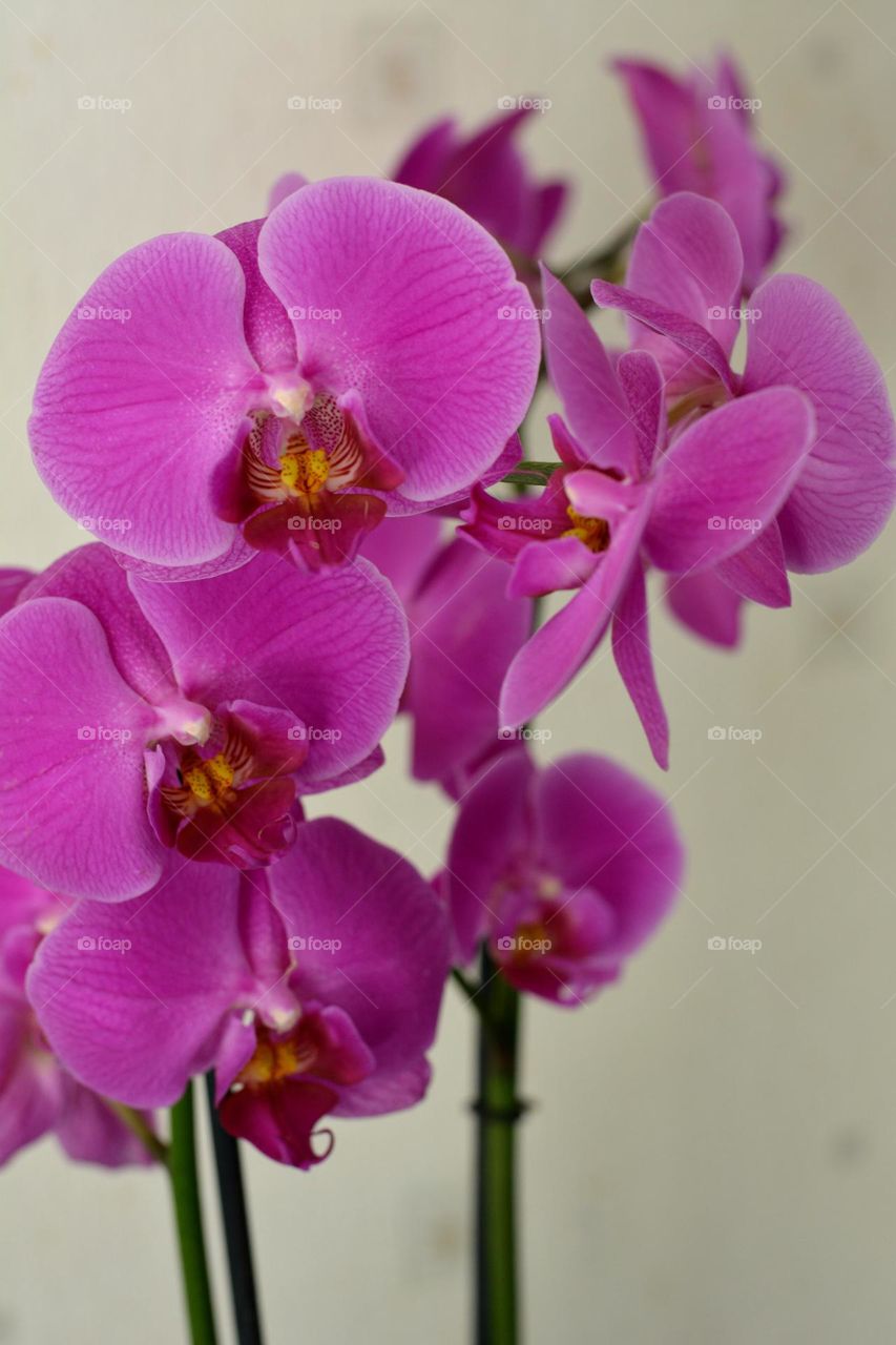 orchids flowers magenta colour