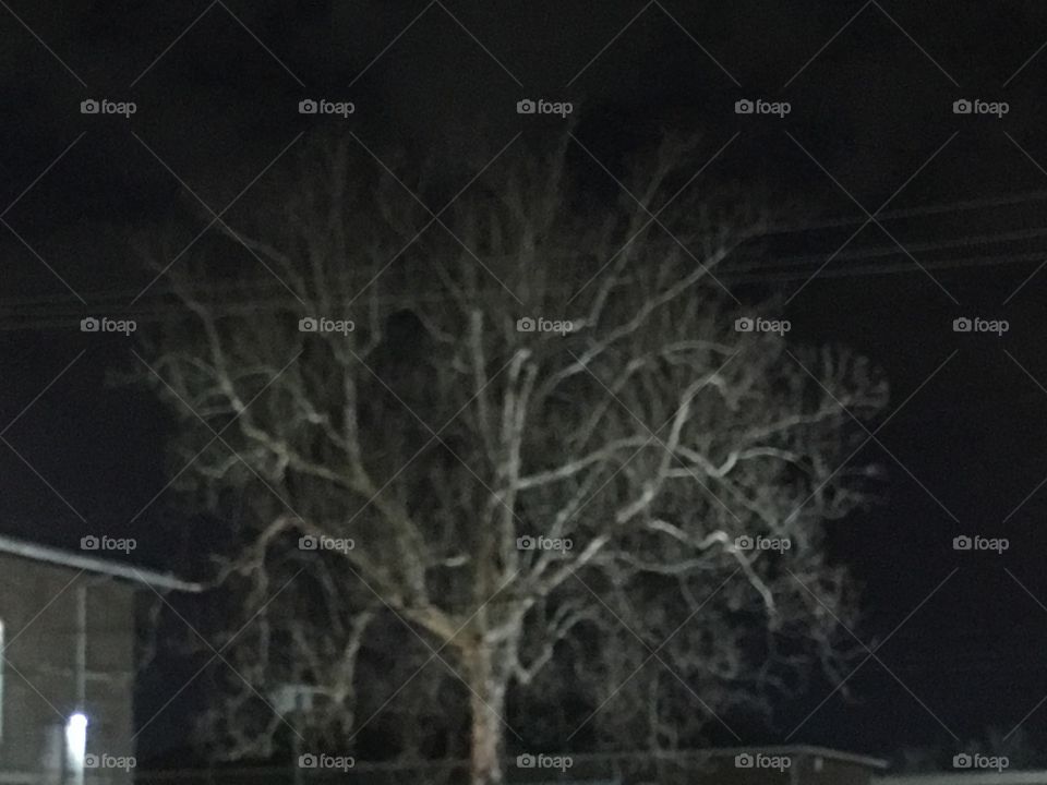 Spooky tree 