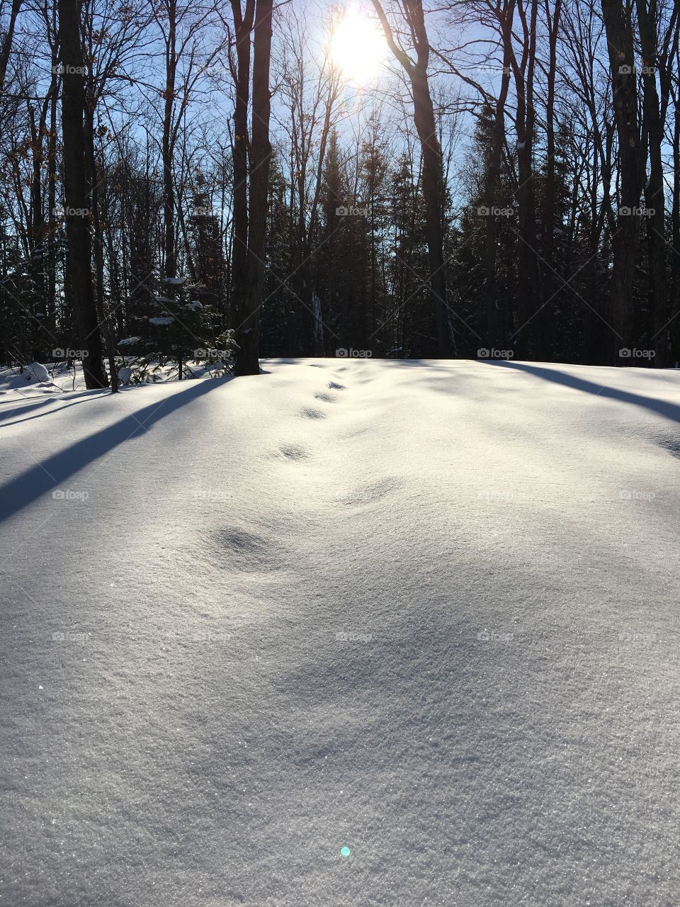 snowed covered snowshoe trail - glittering snow, what a beautiful day