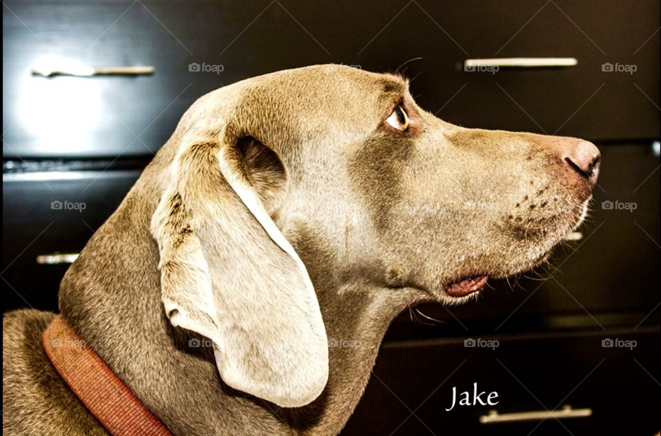 Jake. An obedient dog 