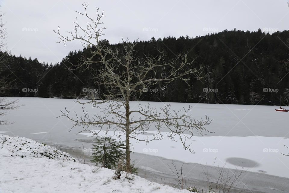 Tree by the frozen ocean 