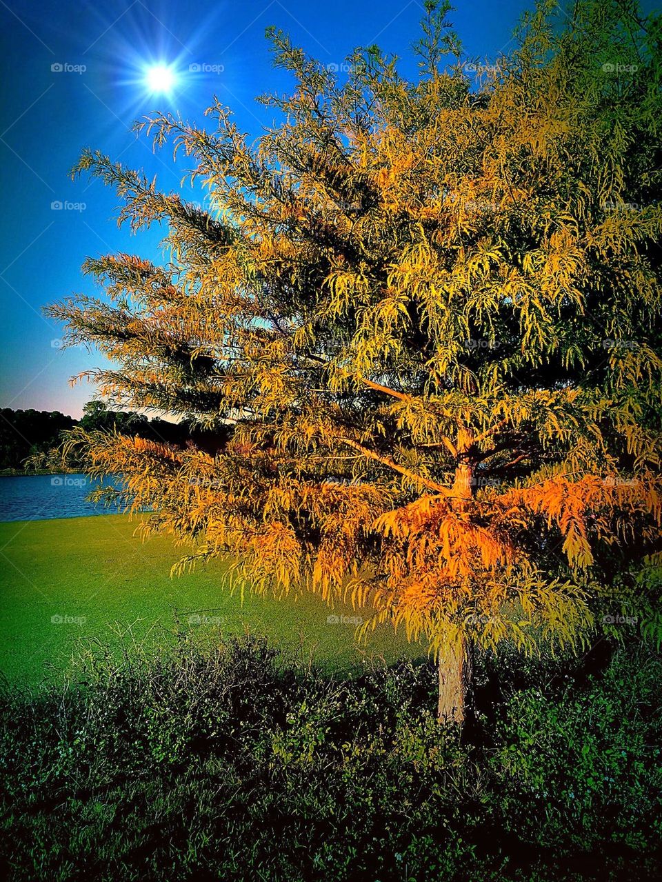 Cypress wetlands in sunlight