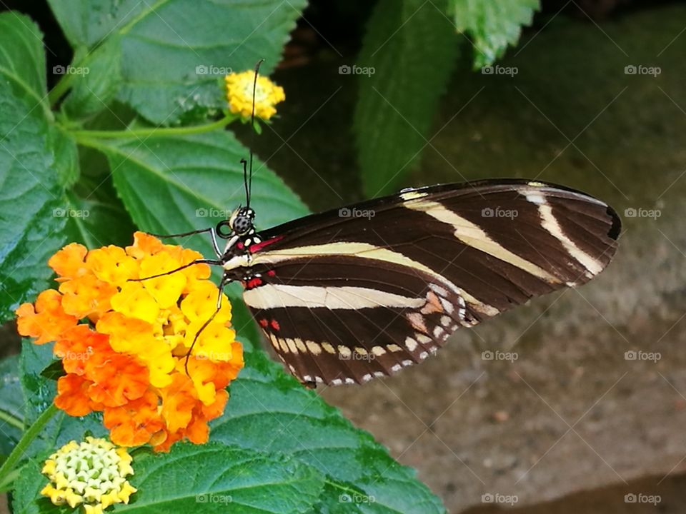 butterfly