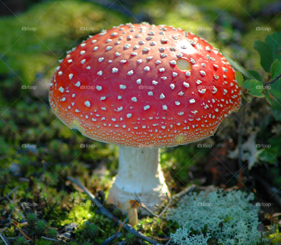 poisson  mushroom