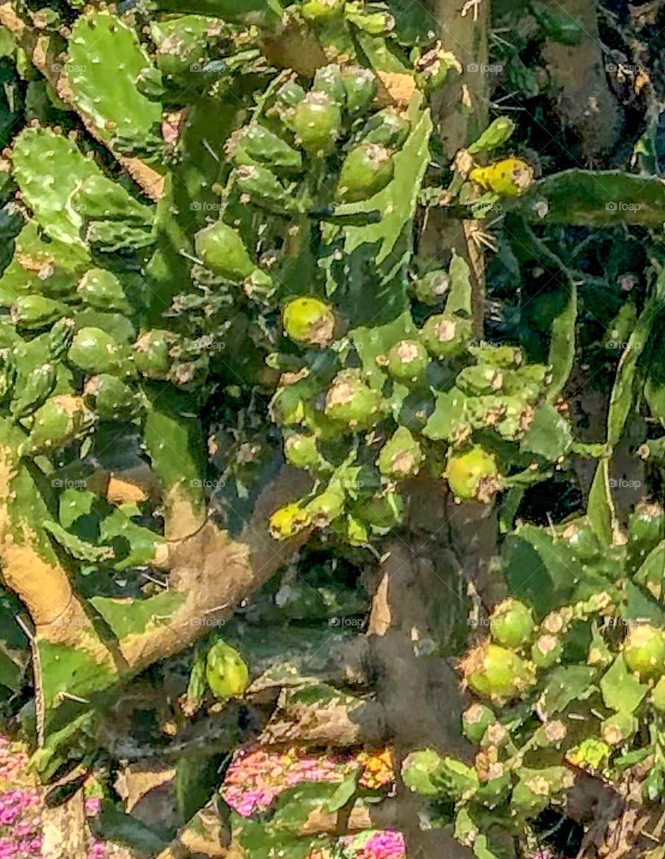 Flower - Cactus com fruto