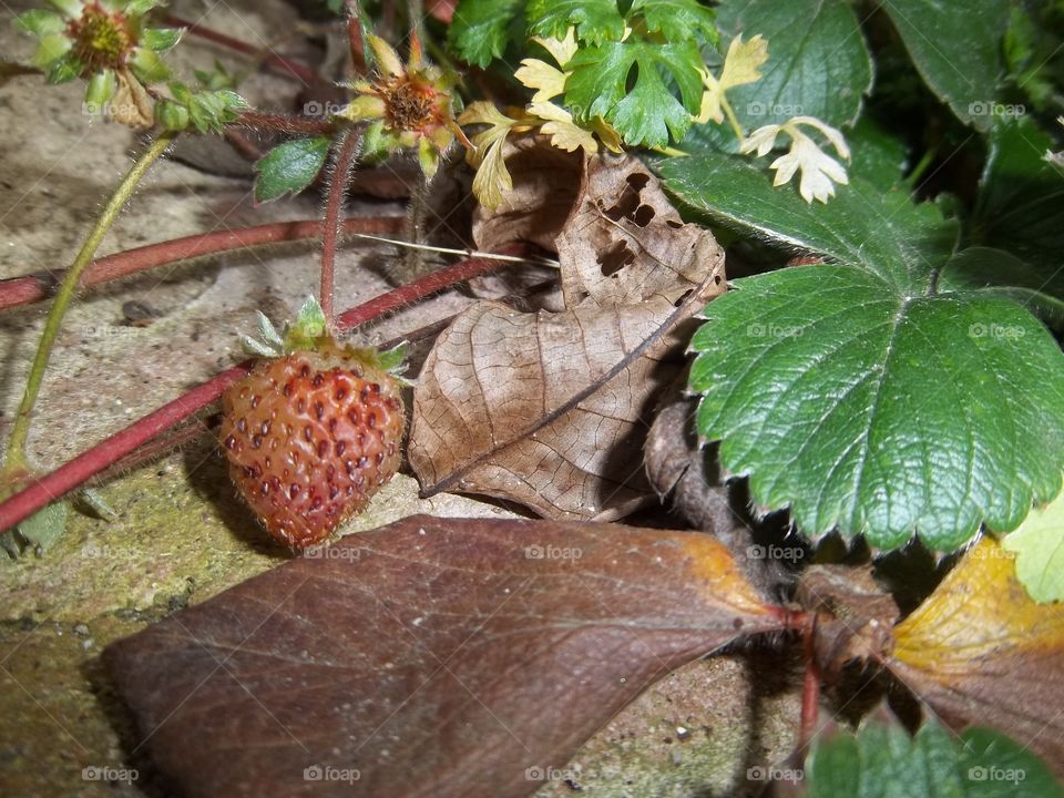 Strawberry in winter