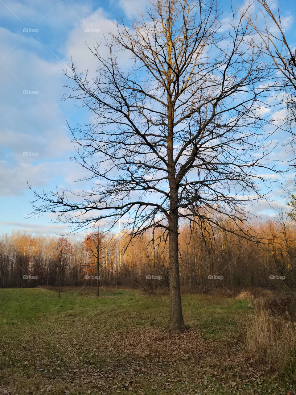 Clearing in the Woods