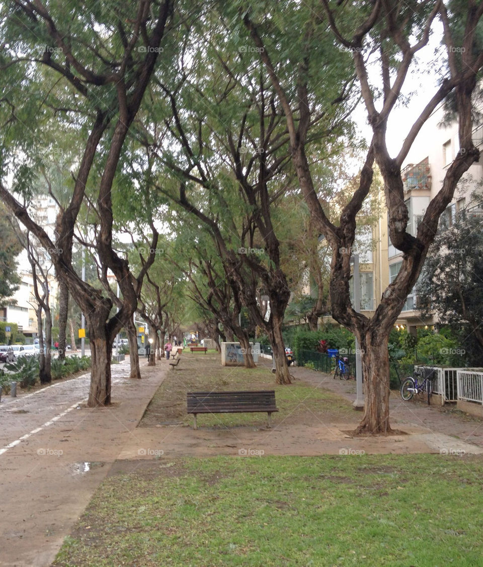 street trees lane bench by talkess