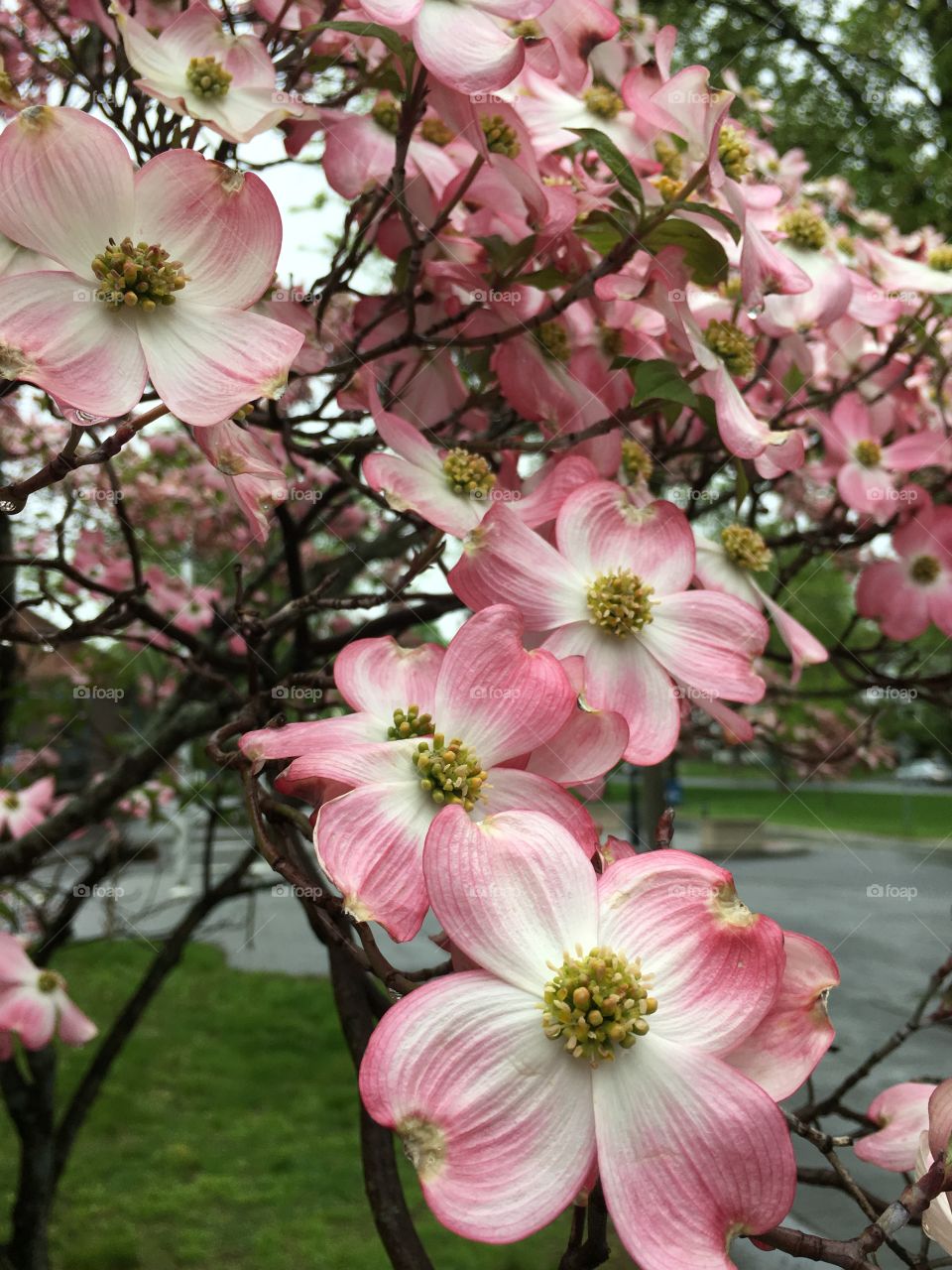 Rainy day dogwoods