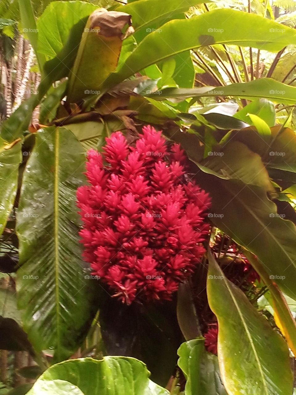 Succulent flowering plant needs humidity.