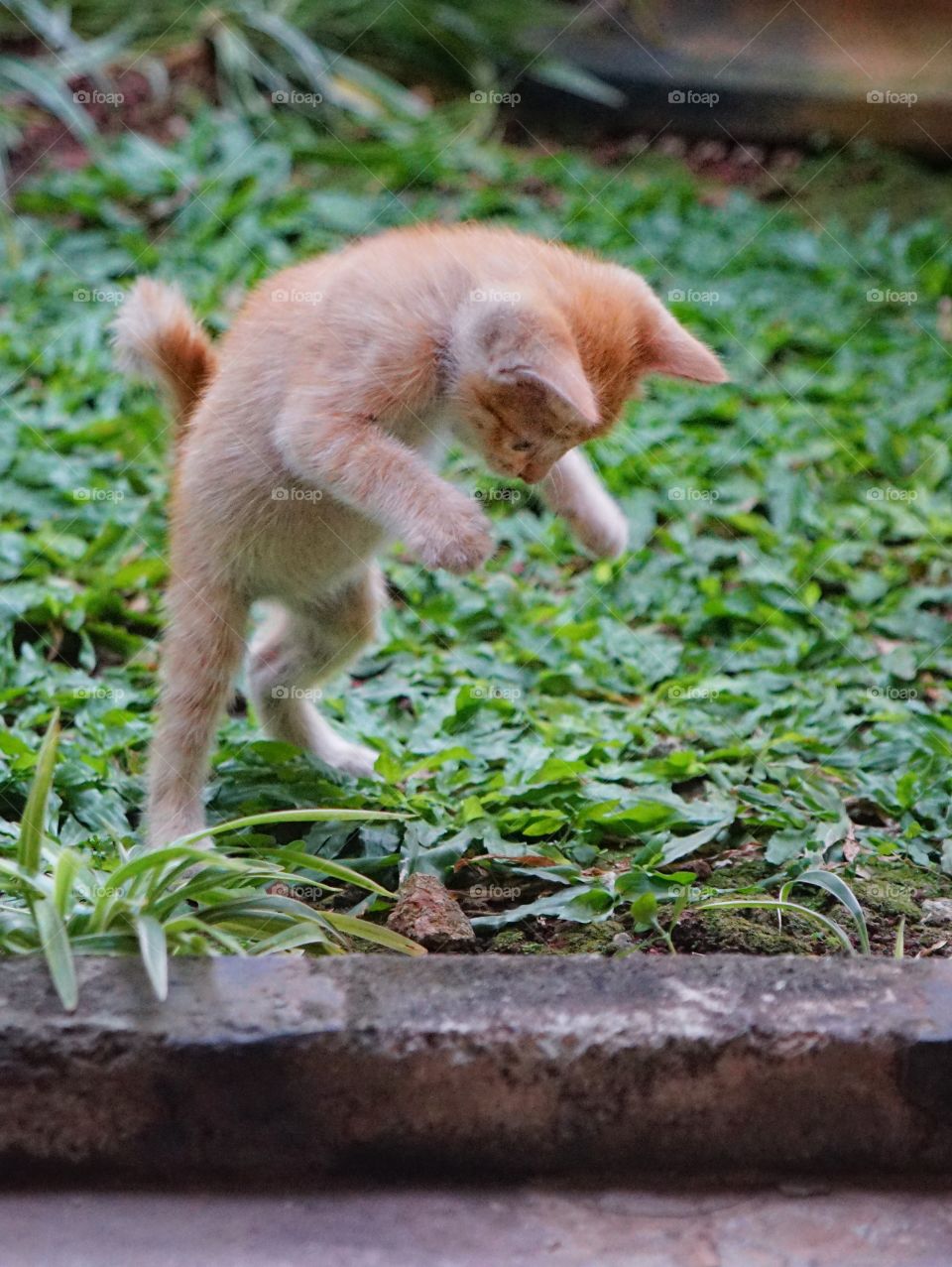 kitten playing alone
