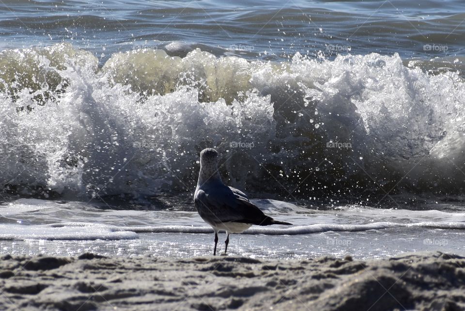 Seagull watching waves