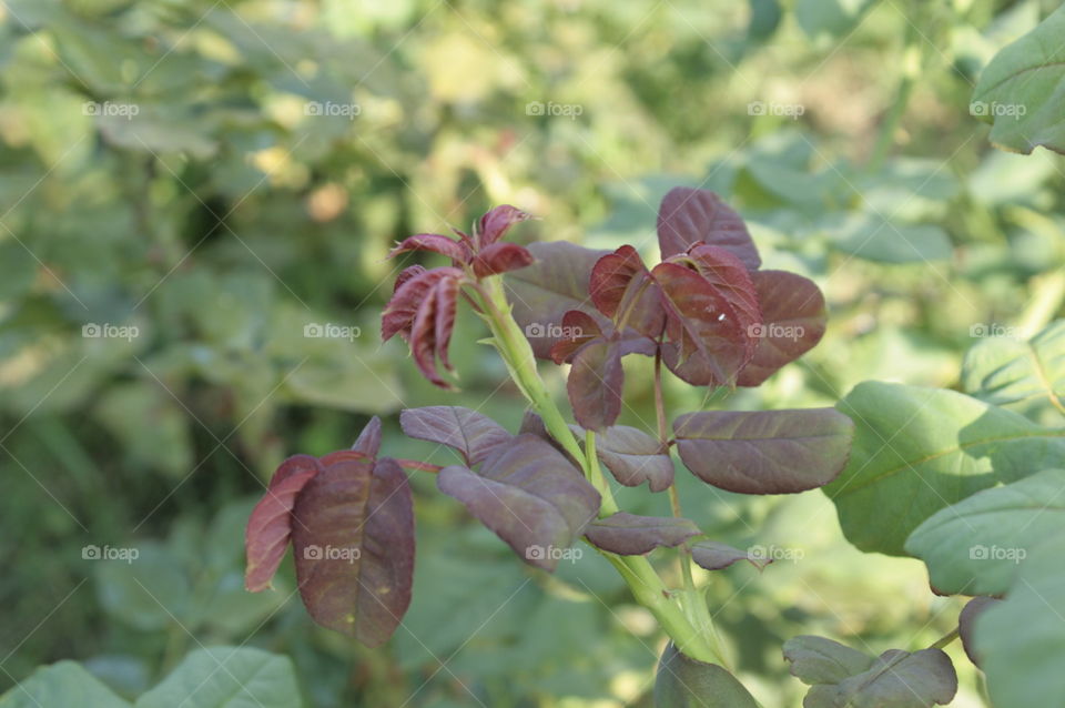 plant close-up