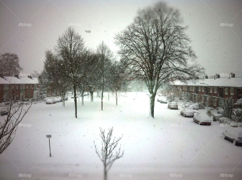 Winter in the Netherlands