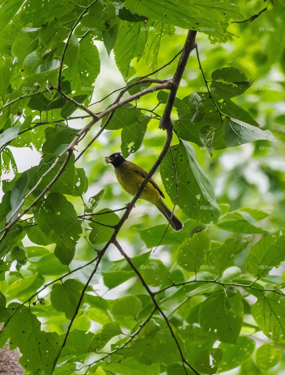 bird with his breakfast