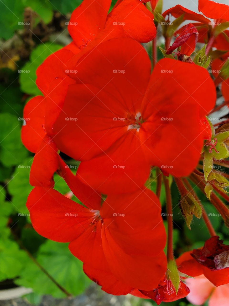 exotic geranium