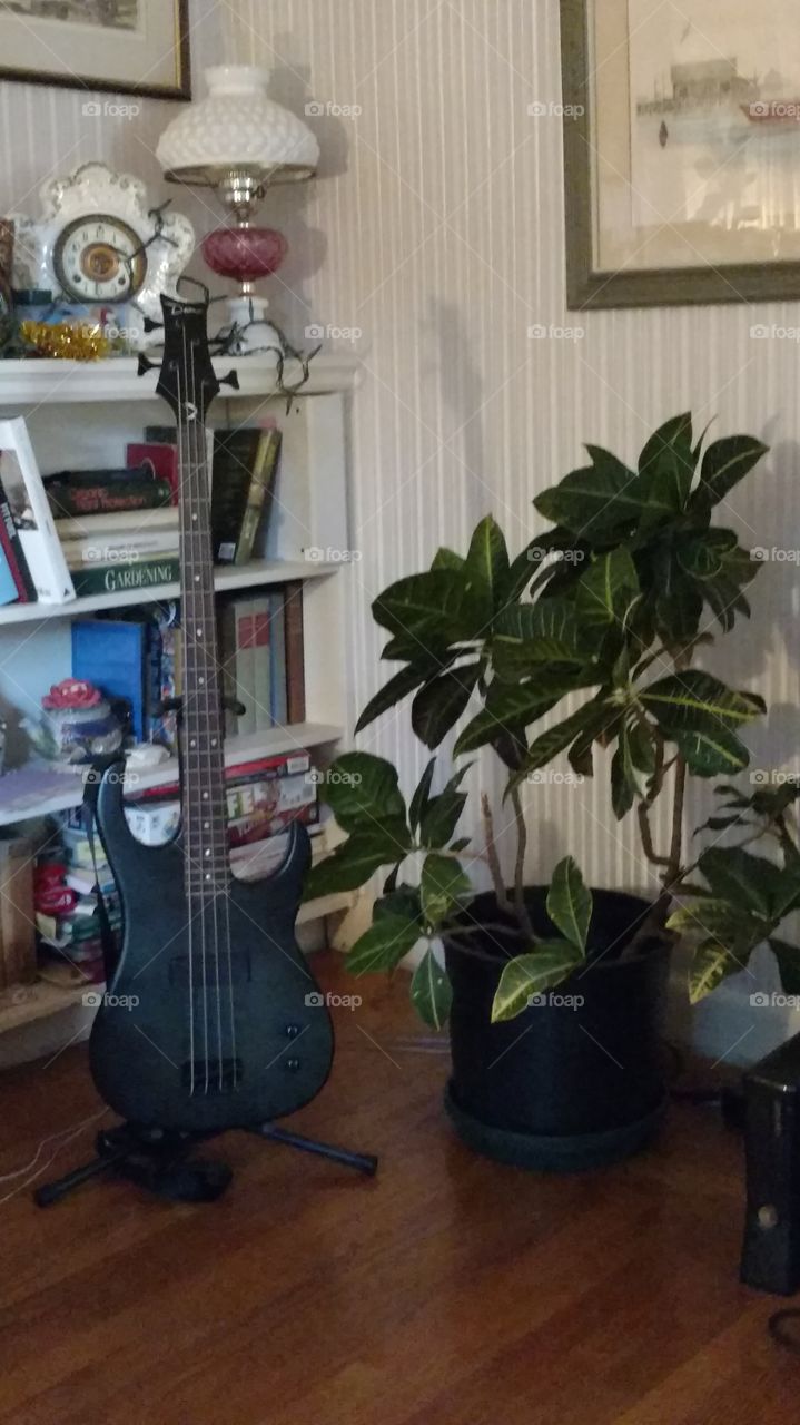 Bass guitar and plant... meditation