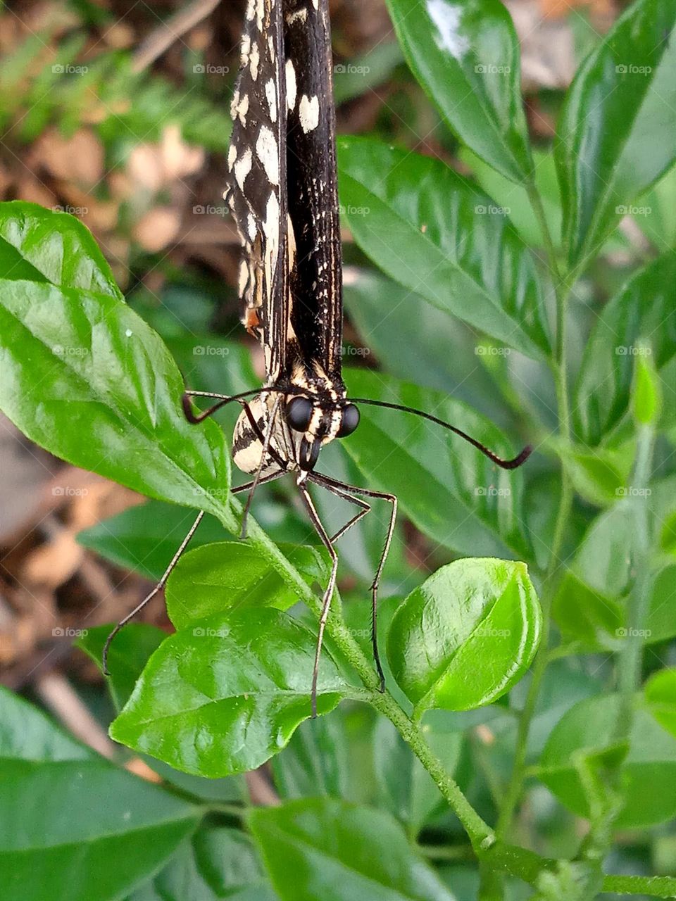 Butterfly.