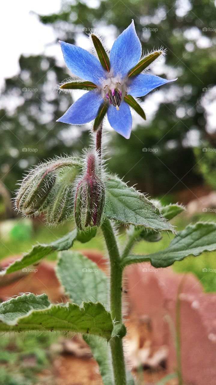 Borage. Starflower in my garden