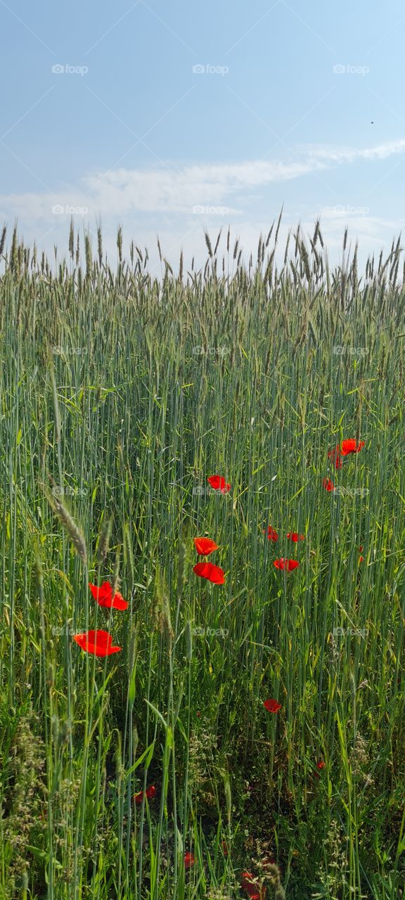 poppies