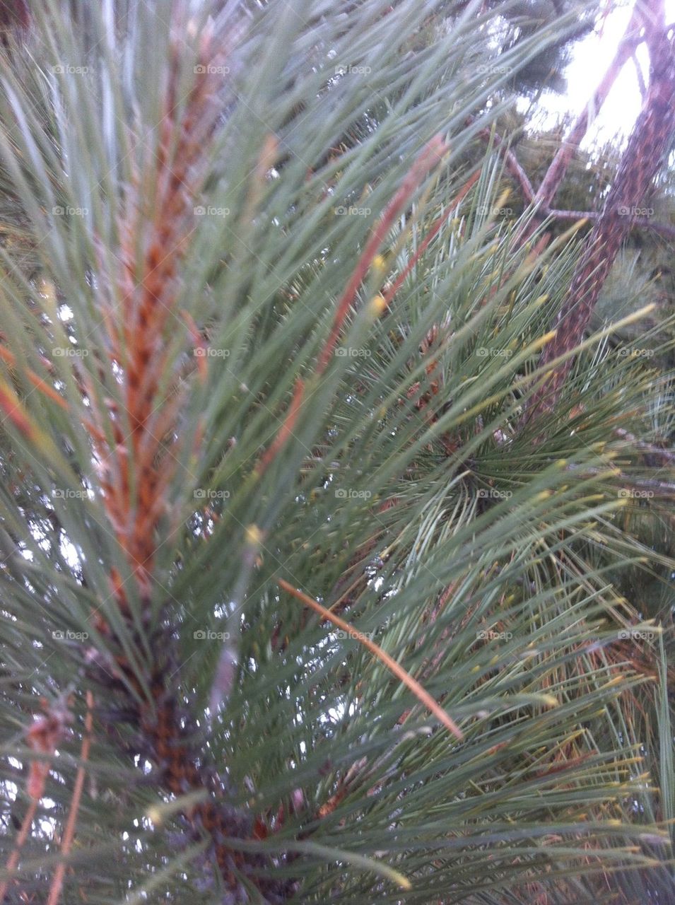 Evergreen Close-up