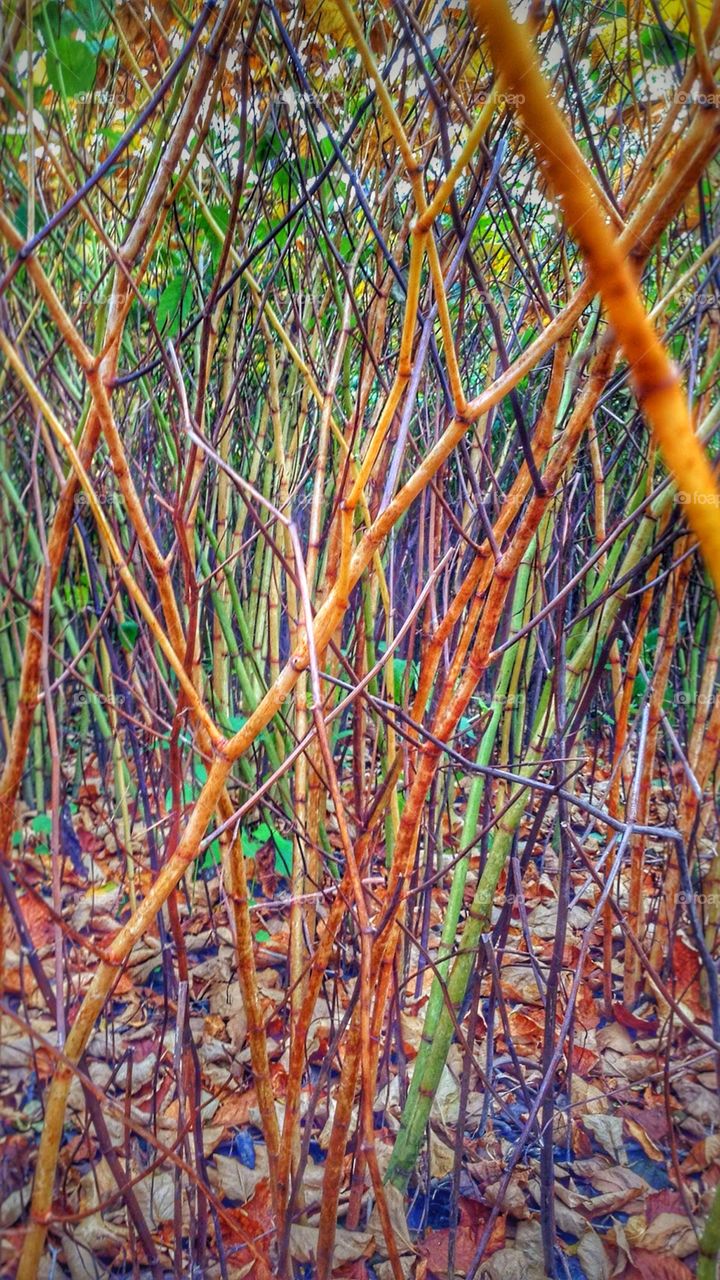 Into the woods . Even when the leaves are gone, colours come out still.
