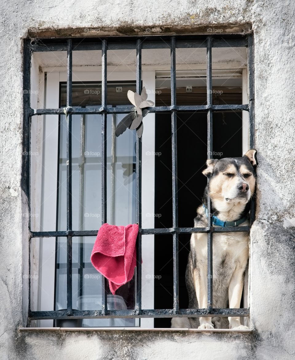 A dog sunbathes with his eyes closed in a window