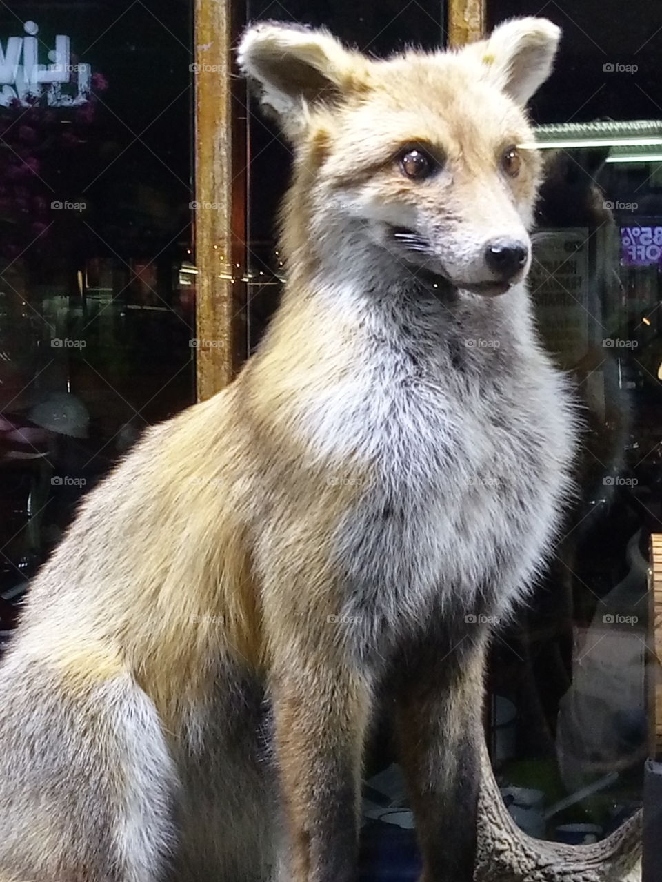 Fox with Neon light reflections !