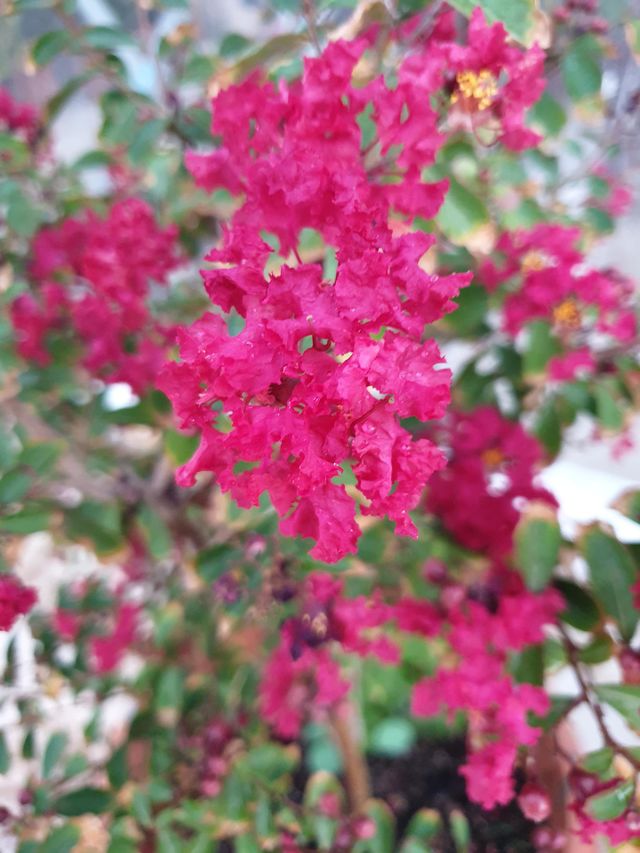 flowers 2