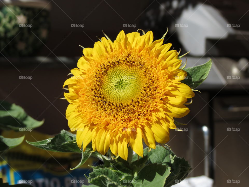 Sunflower 