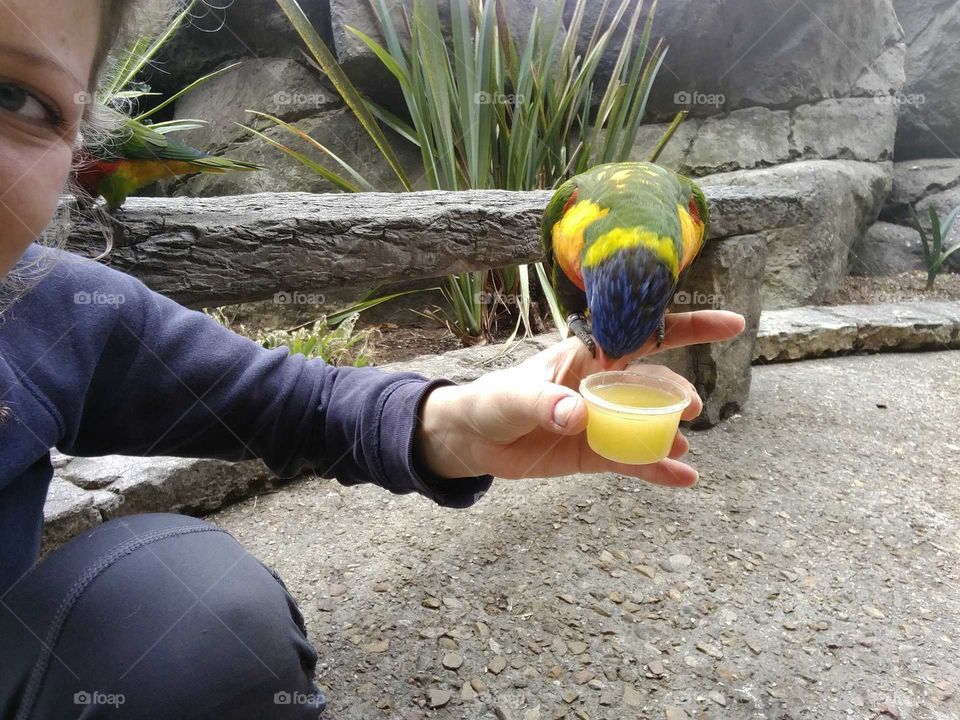 Parrot eating food from a hand