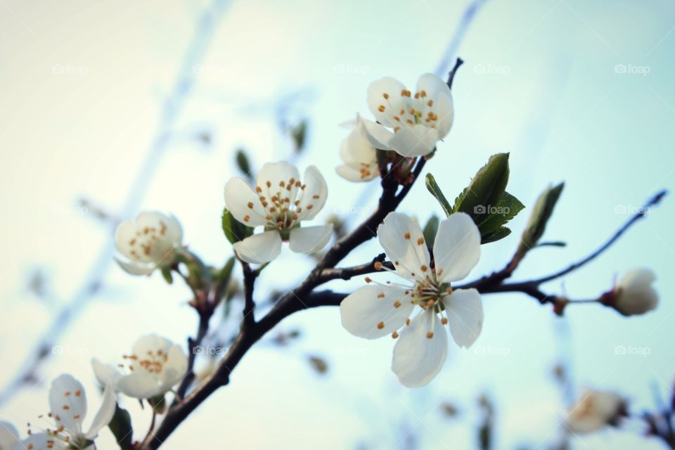 withe flowers, tree