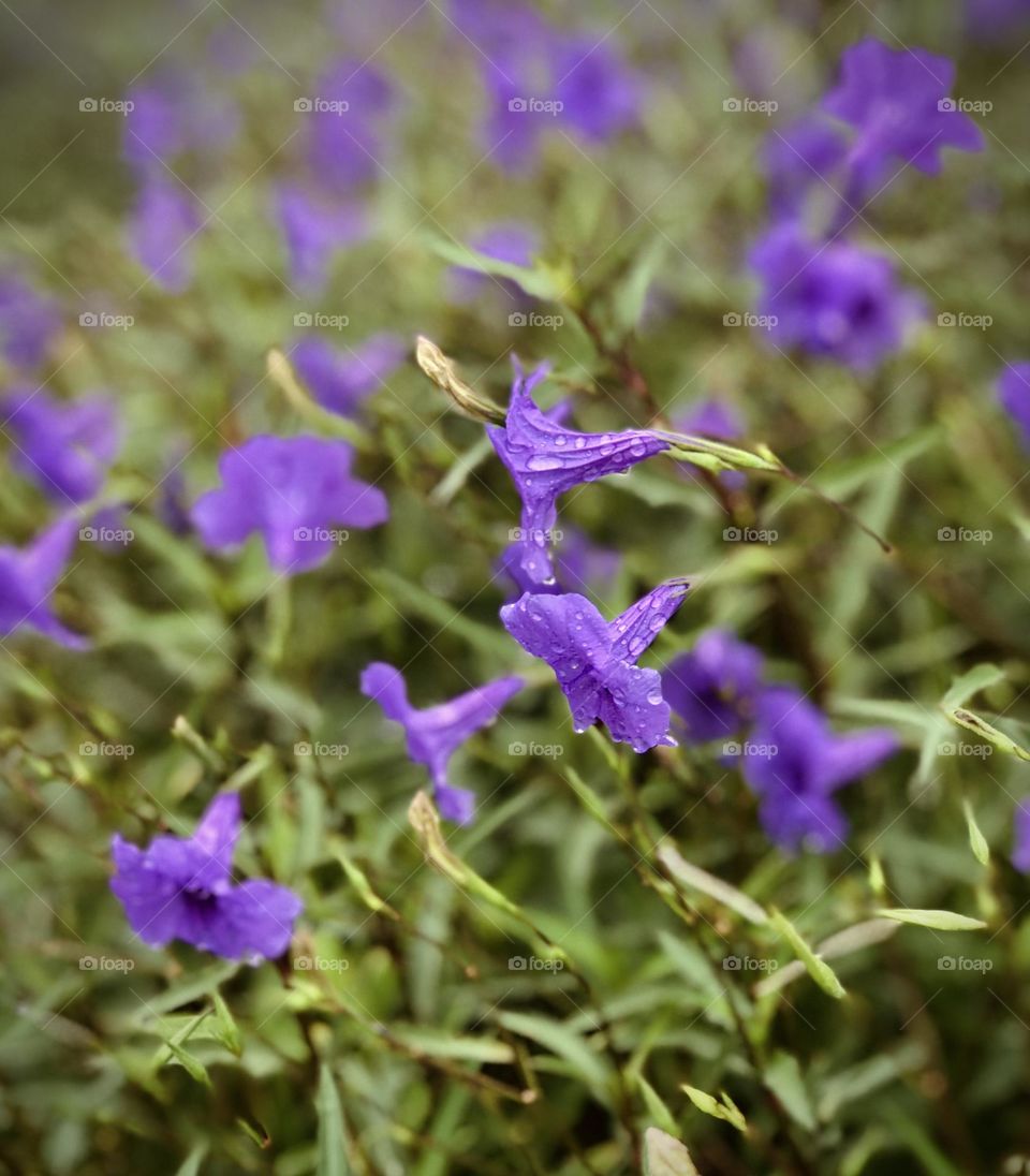 ‘Dew’ it every morning. 