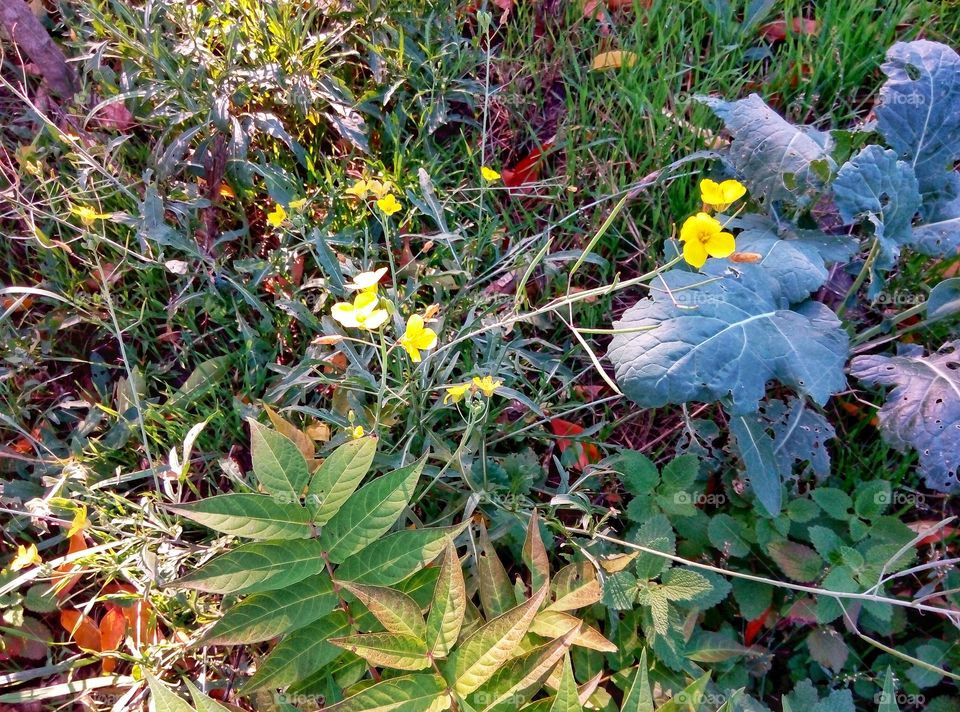 colors of autumn цвета осени