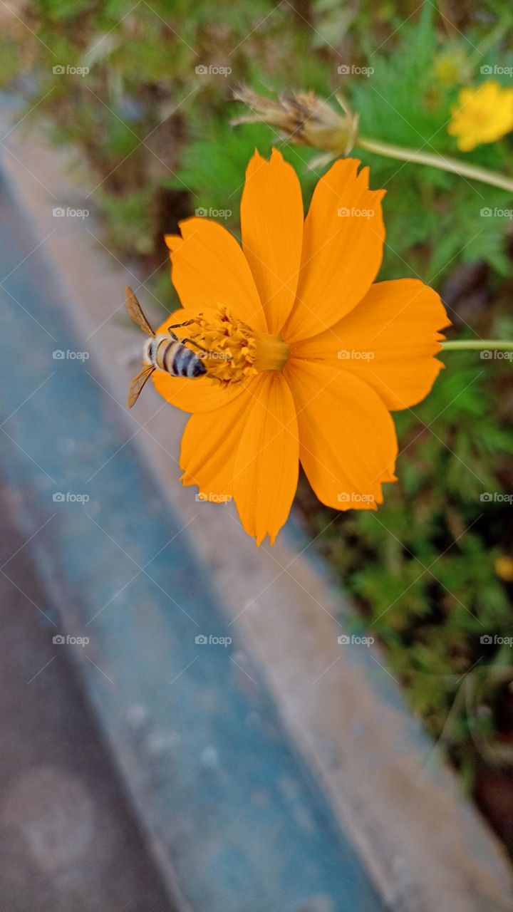 bee on yellow flower