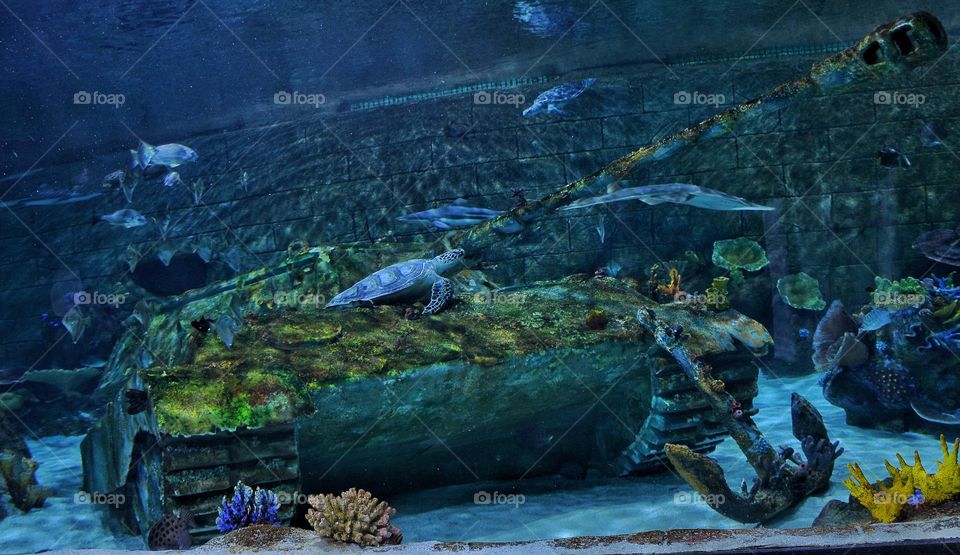 War tank in a beautiful aquarium