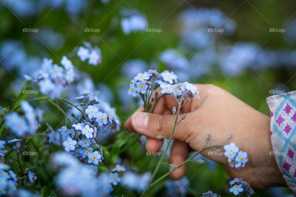 Forget-me-nots in a child's hand