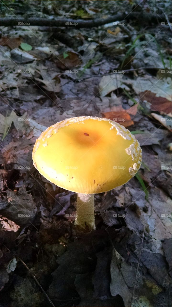 fallshroom,