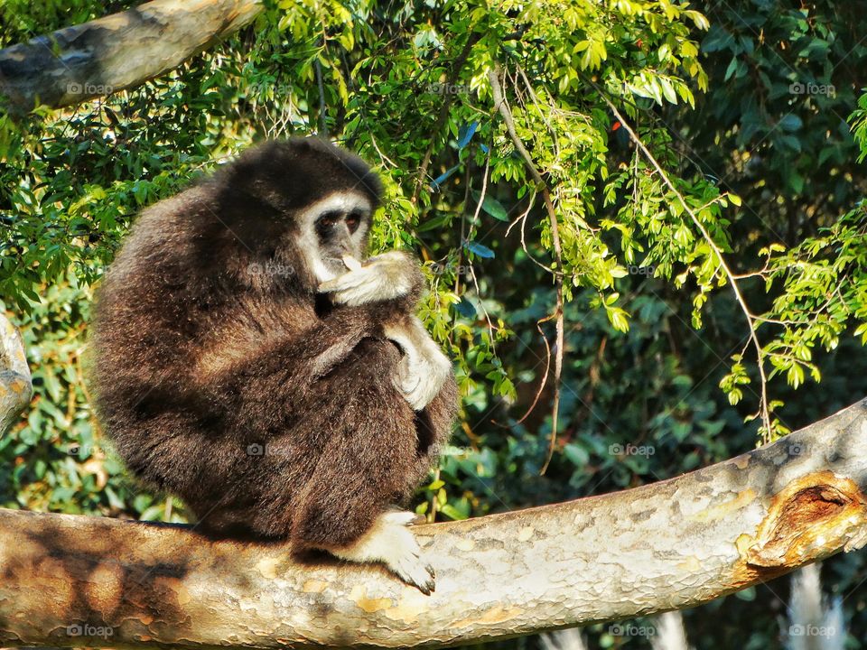Gibbon In The Trees