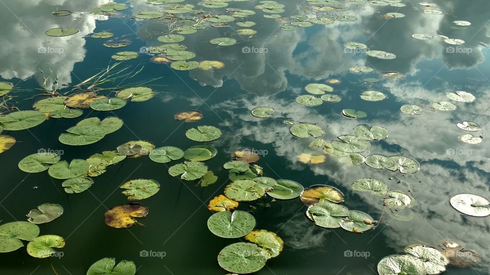 Lilly pads
