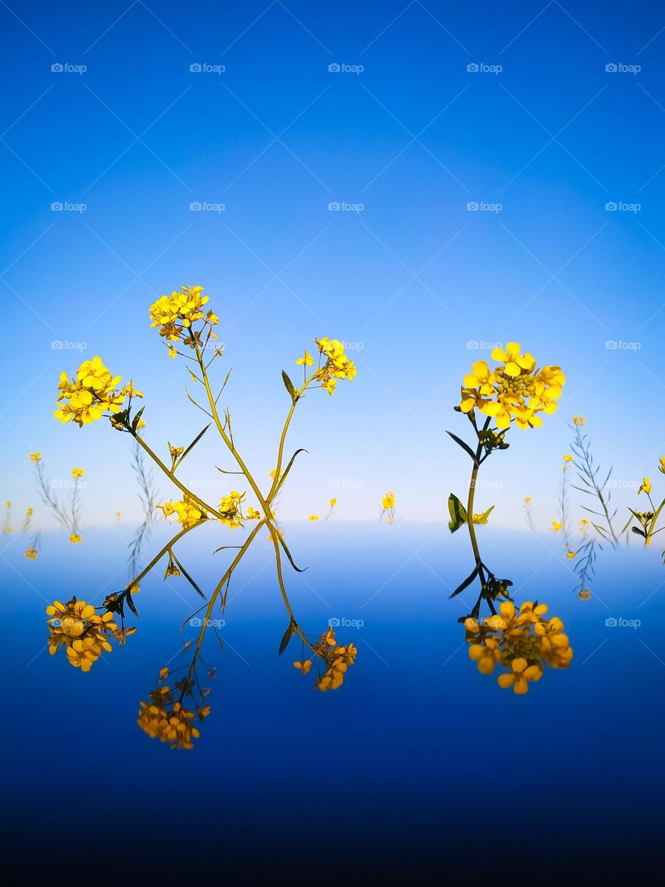 Yellow mustard flowers reflection in glass with blue sky background