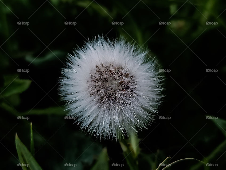 dandelion