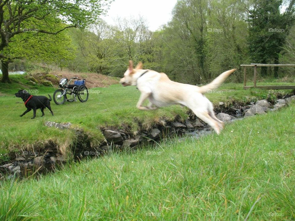 Dog tricks and trail bikes 2